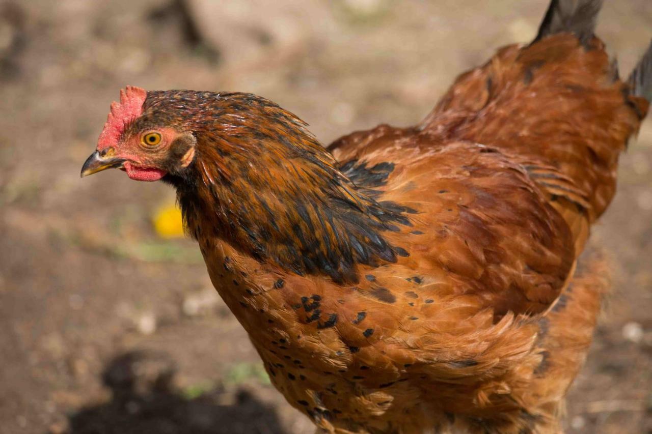 Ferienhaus Salmtal Himmerod Großlittgen Zewnętrze zdjęcie